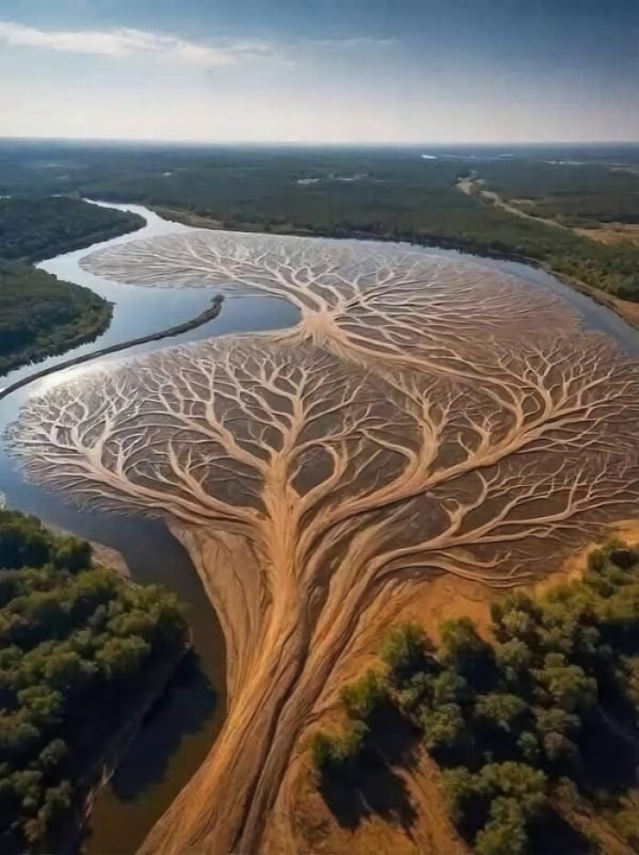 A stunning aerial view of a river delta resembling tree branches in the wonderful world of nature’s amazing patterns.