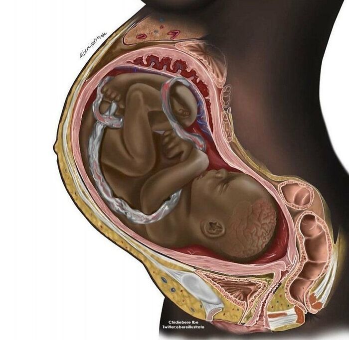 Cross-sectional view of a pregnant belly showing a fetus in the womb, illustrating the wonderful world of prenatal development.