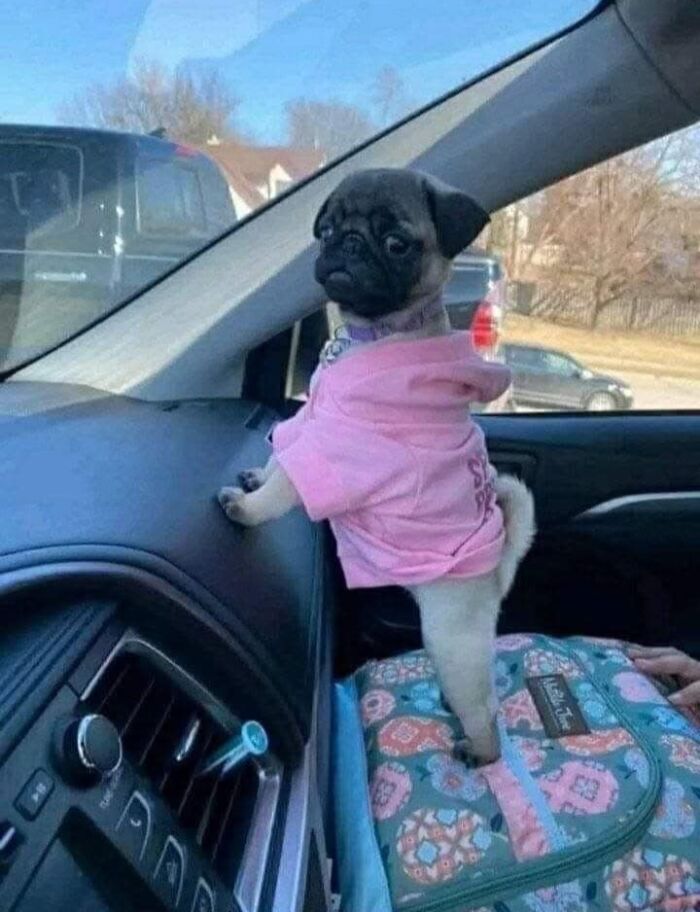 Pug puppy wearing a pink shirt, standing on colorful bag inside a car, showcasing a wholesome and amazing moment.