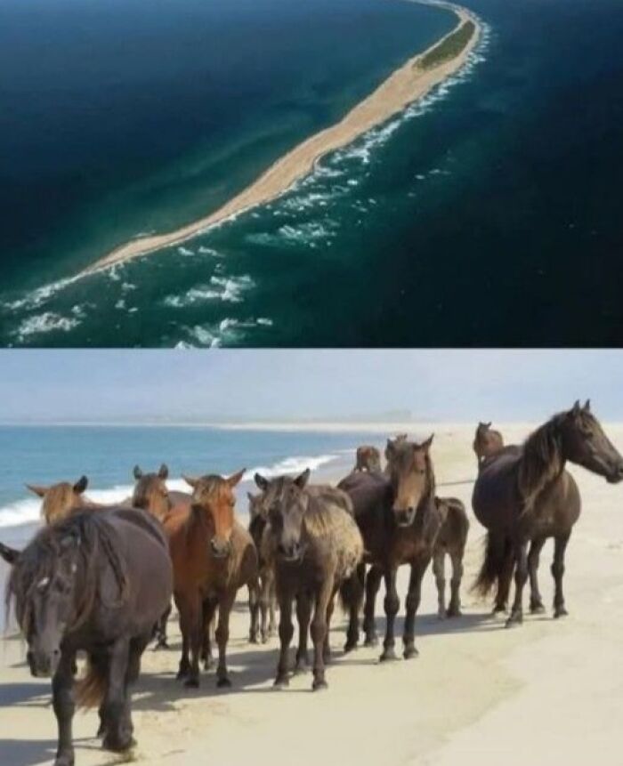 Aerial view of a narrow island and a group of horses walking along the beach in the wonderful world.