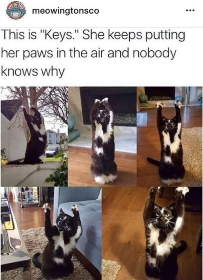Black and white cat with paws in the air, featured in random yet relatable Tumblr posts collage.