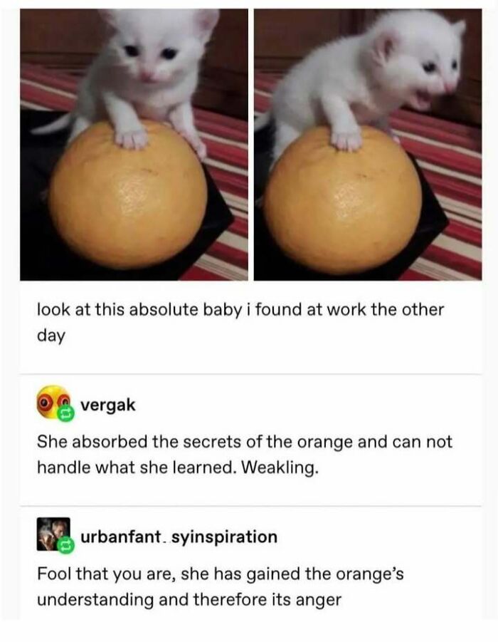 A tiny white kitten sitting on an orange with Tumblr posts highlighting random yet relatable humor.