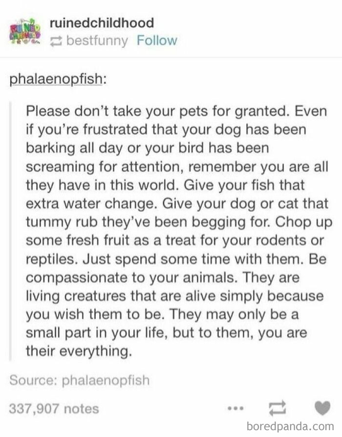 Tumblr post about being compassionate to pets, reminding readers to appreciate and care for their animals daily.