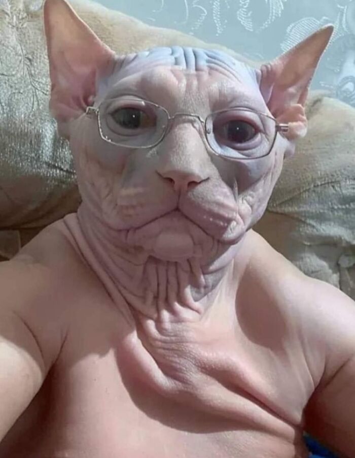 Hairless cat wearing glasses and a human-like expression showing hilarious animal shenanigans in a close-up photo.