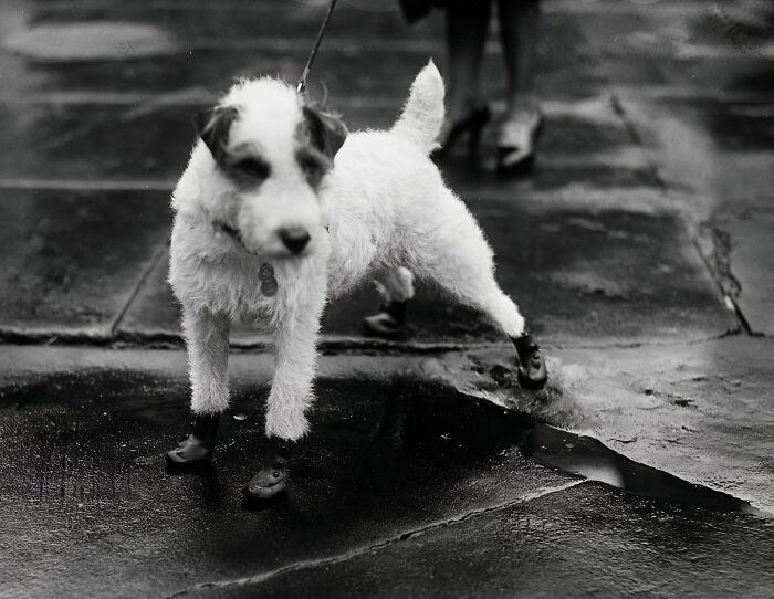 Small dog wearing boots on wet pavement in a vintage black and white historical photo of Washington, D.C.