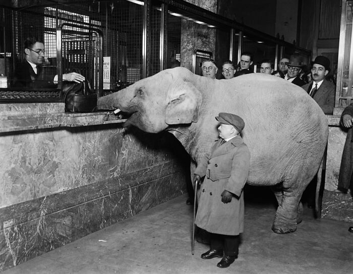 Vintage historical photo of an elephant and a man at a bank in Washington, D.C., 1920s era.