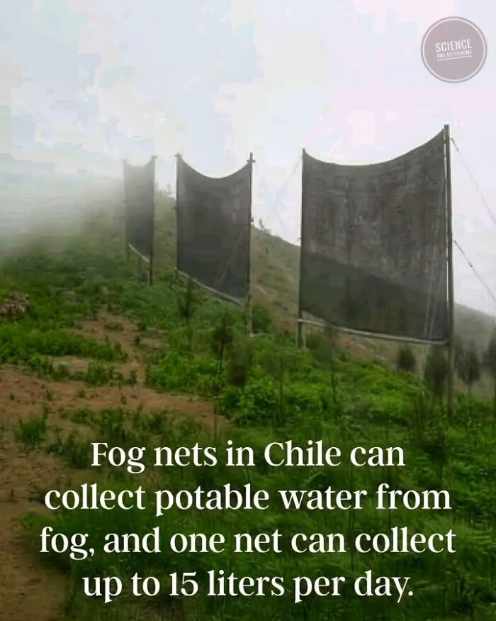 Fog nets in Chile collecting potable water daily, showcasing the wonderful world of innovative and cool environmental solutions.