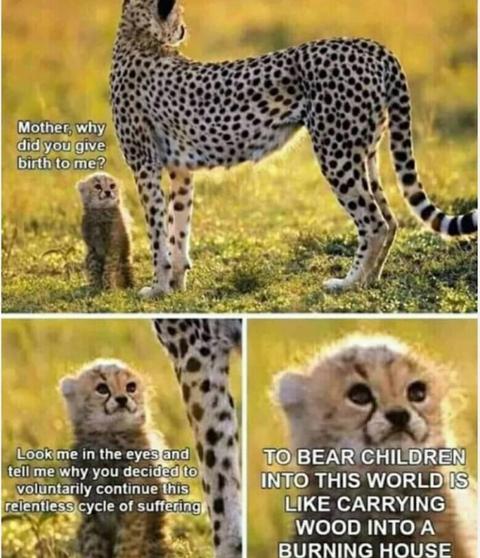 Cheetah and cub meme questioning existence and suffering, reflecting philosophical memes that make you laugh and think.