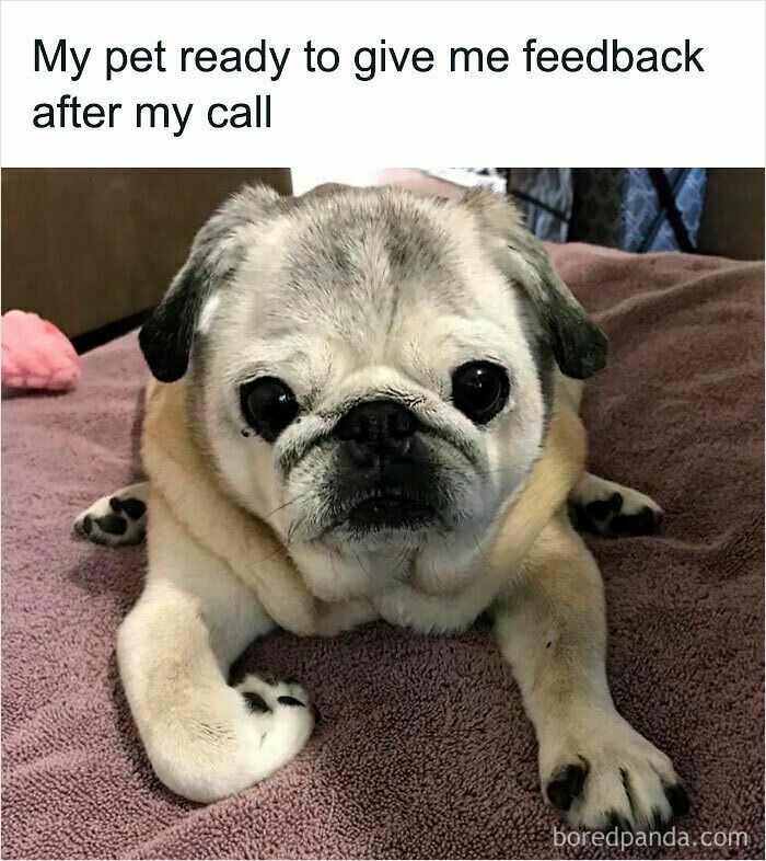 Cute pug lying on a blanket symbolizing funny WFH memes about pets during remote work calls.