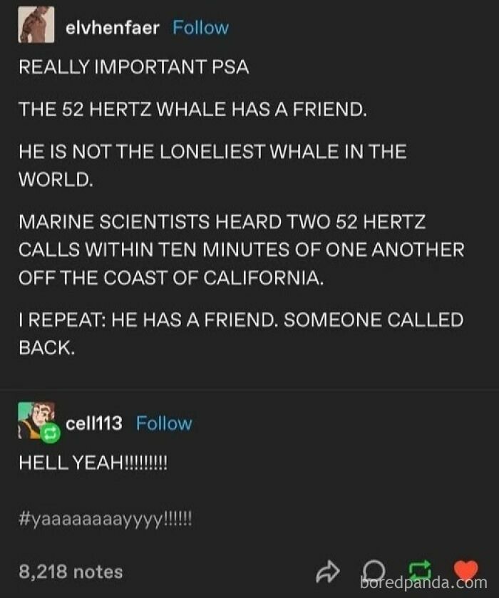 Tumblr post about the 52 Hertz whale not being lonely, highlighting a relatable random fact with comments.