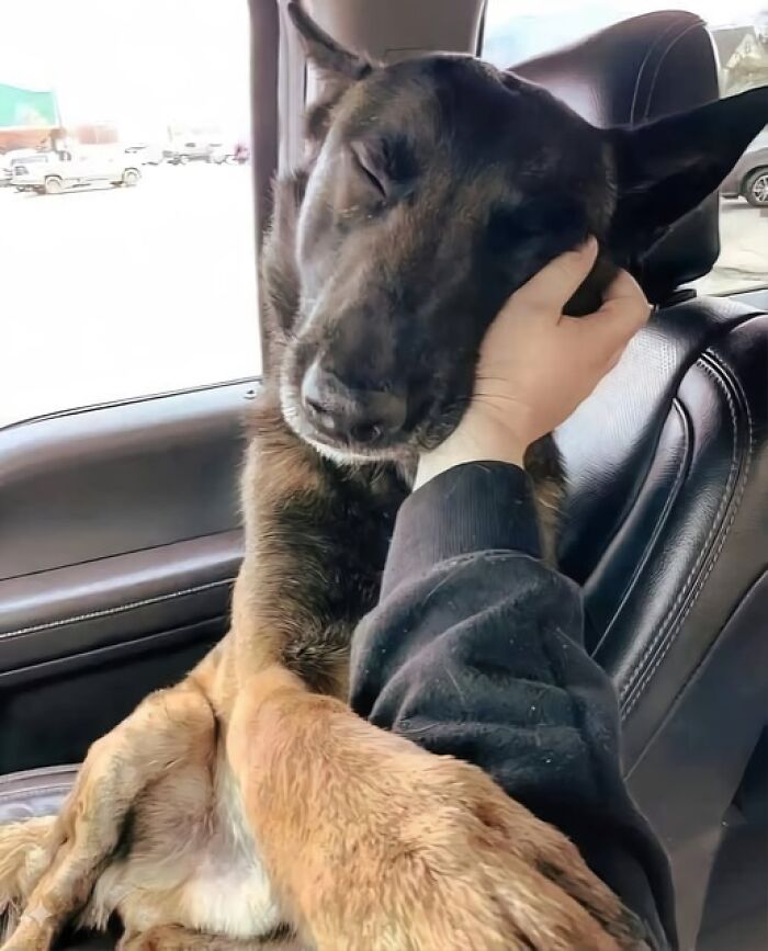 A comforting moment with a dog resting its head on a person's hand in a car, showcasing wholesome and amazing connection.