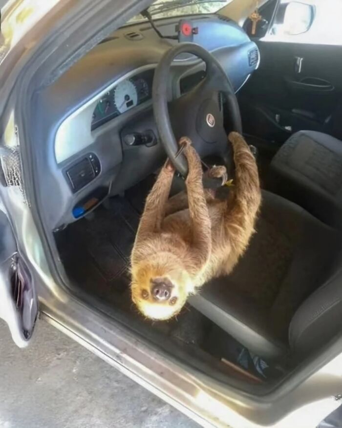 Sloth hanging from a car steering wheel inside the vehicle, showcasing a wholesome and amazing moment in the wonderful world.