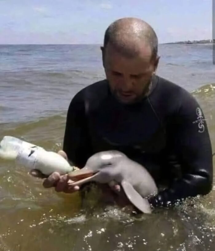 Man in wetsuit feeding a baby dolphin with a bottle in the water, showcasing the wonderful world of marine care.