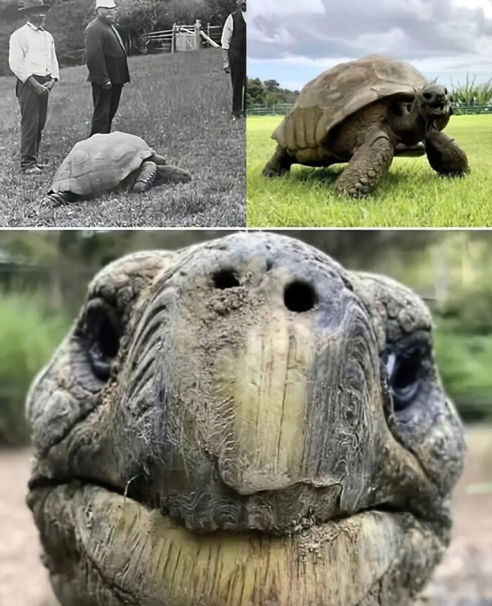 Three images showing a giant tortoise on grass, highlighting the wonderful world of nature with amazing close-up details.