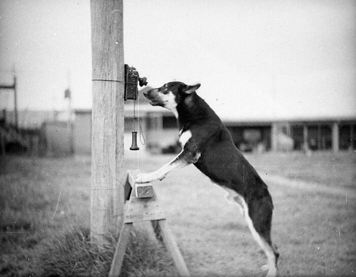 Black and white rare historical photograph of a dog ringing a bell mounted on a wooden post outdoors.