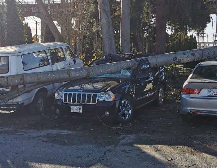 Black Jeep under a fallen tree trunk between two cars, capturing people experiencing unbelievable luck outdoors.