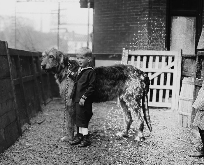Black and white rare historical photograph of a young boy with an enormous dog on a leash in an outdoor setting.