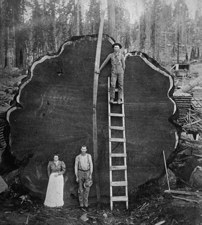 Three people standing beside an enormous tree cross section and a large saw in a rare historical photograph.