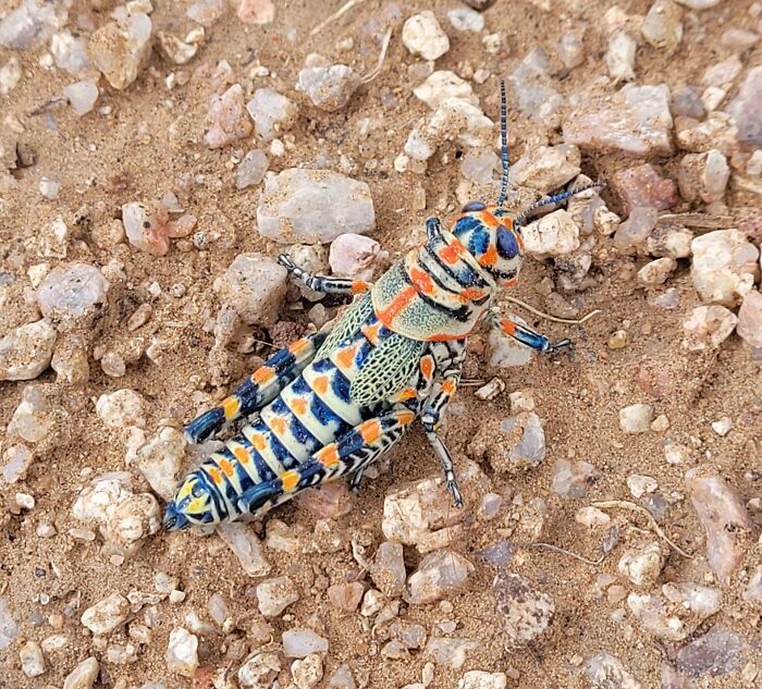 Colorful grasshopper resting on rocky ground, showcasing amazing details of nature's unbelievable luck in camouflage.