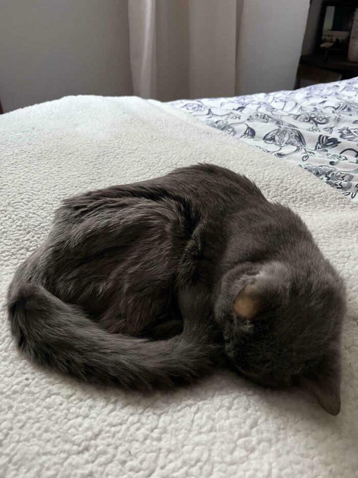 Gray cat curled up sleeping on a cozy blanket, one of the cutest cats ever to melt your heart peacefully resting.
