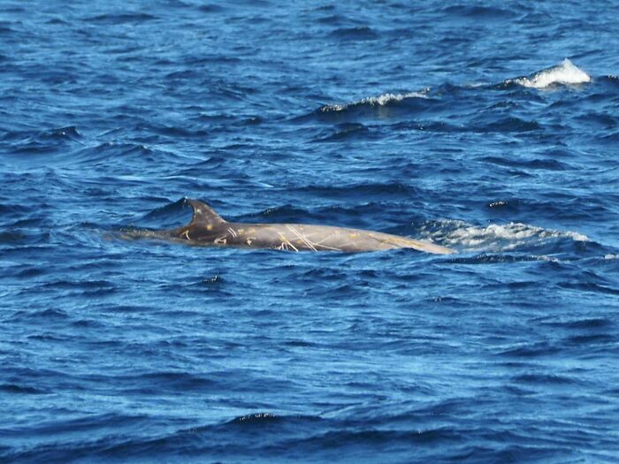 Dolphin swimming close to the surface in the ocean, captured in an amazing photo showing unbelievable luck in nature.
