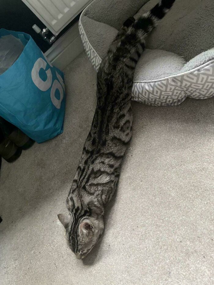 Tabby cat stretched out on carpet near a pet bed, showcasing a funny elongated pose that made owners laugh.
