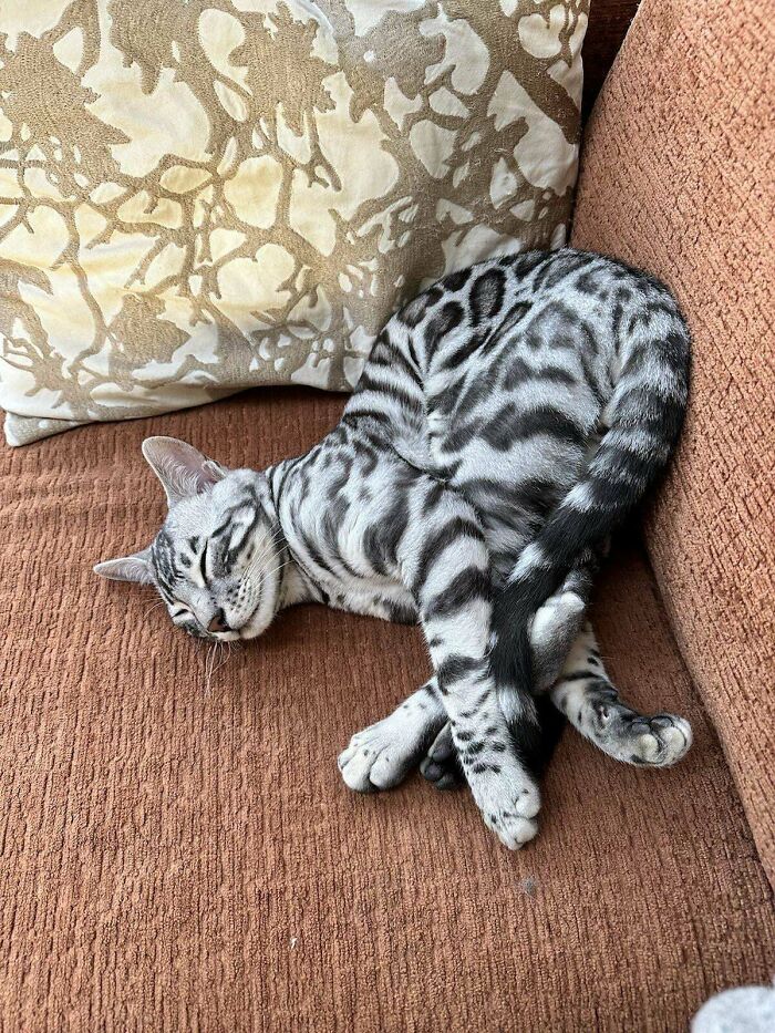 Silver tabby cat curled up and sleeping on a brown couch, showcasing a playful and funny pose cats made owners laugh