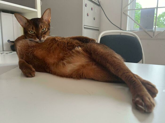 A brown cat lying stretched out on a white table, looking directly at the camera, showing funny cat behavior.