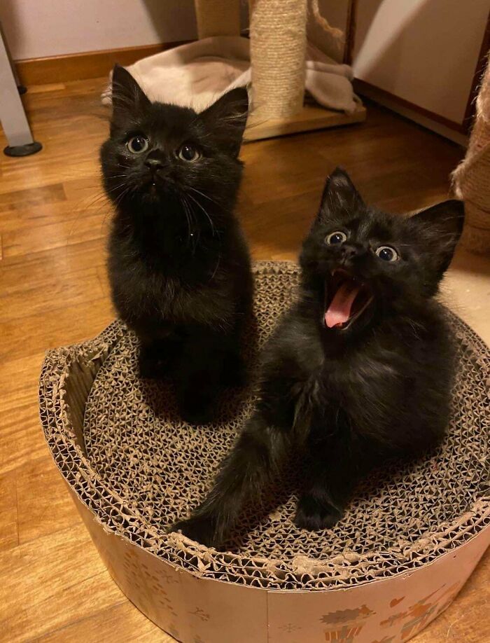 Two black kittens on a cardboard cat scratcher, one with wide eyes and the other with mouth open, showing funny cat moments online.