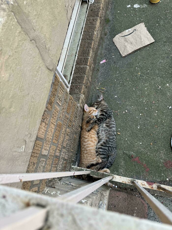 Two of the cutest cats cuddling closely outside against a brick wall on a concrete ground.