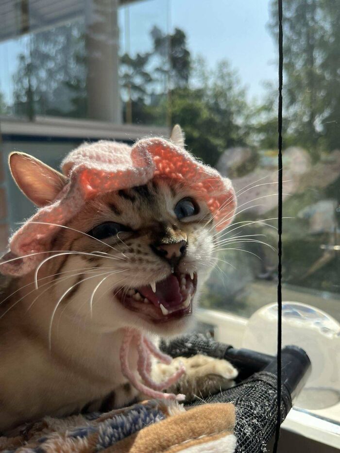 Cat wearing a pink knitted hat making a funny face while resting by a sunny window, capturing a laugh moment for owners.
