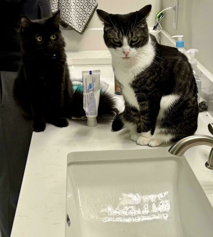 Two cats sitting on a bathroom counter next to a sink, creating a funny moment that made owners laugh online.