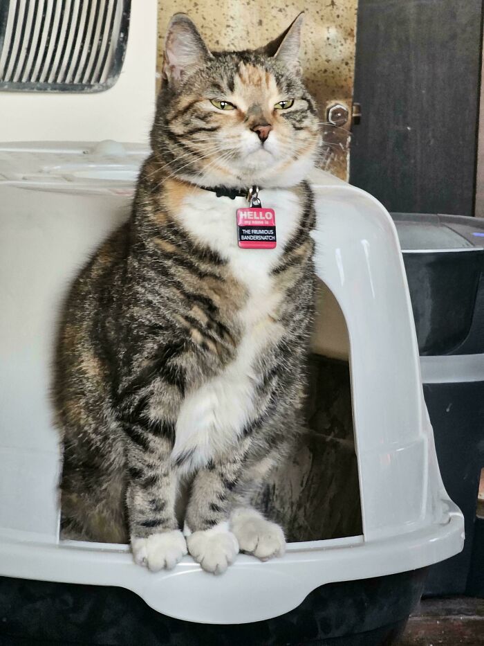 Tabby cat with a name tag sitting on a white litter box, showing a funny expression that made owners laugh online.