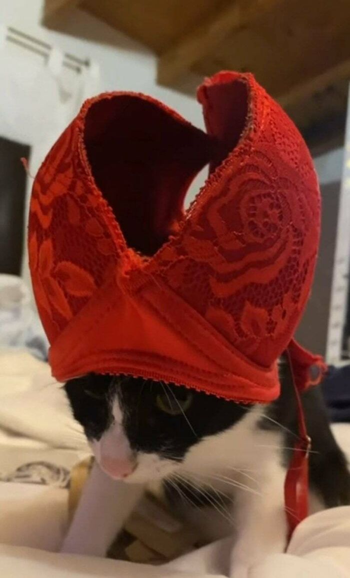 Black and white cat wearing a red lace bra on its head, showcasing a funny moment from cats making owners laugh online.