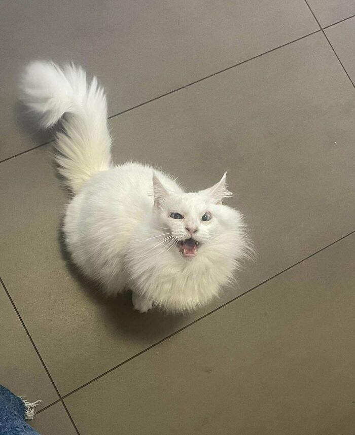 Fluffy white cat with blue eyes sitting on tiled floor looking up with mouth open in a funny expression.