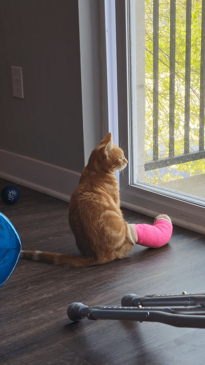 Orange cat with a pink cast on its hind leg sitting by a glass door, showcasing cats that made owners laugh online.