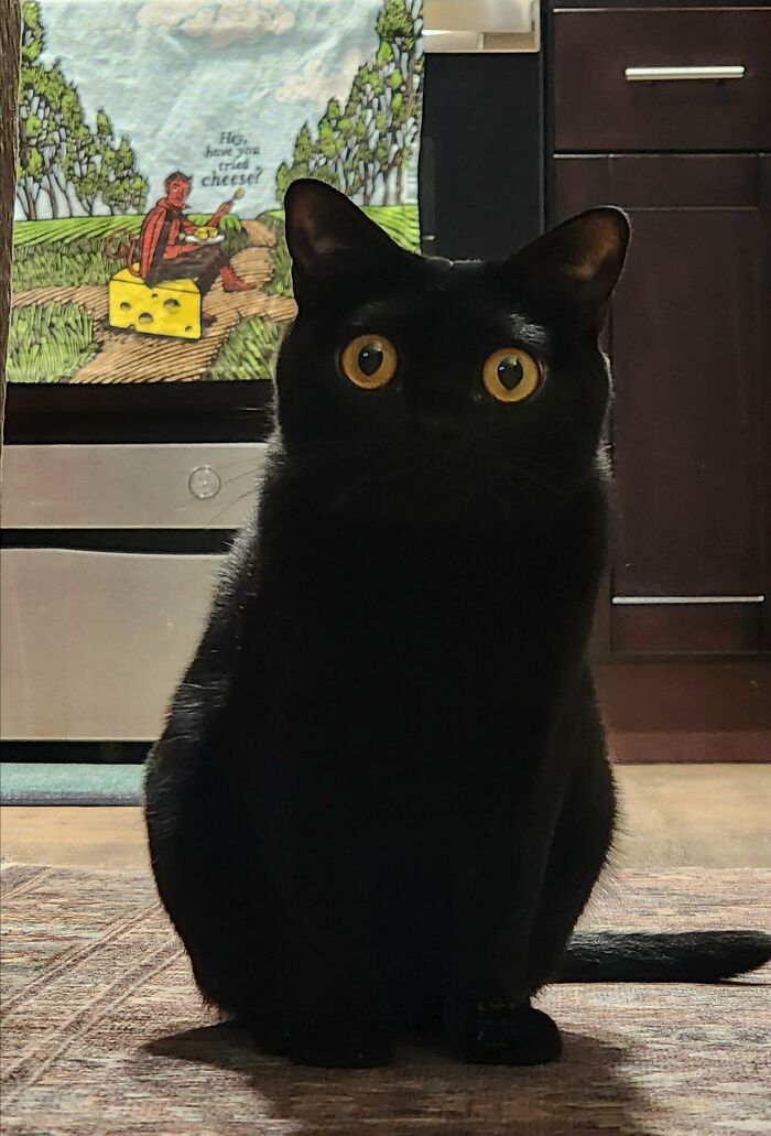 Black cat with wide yellow eyes sitting on a kitchen floor, one of 134 times cats made their owners laugh with funny expressions.