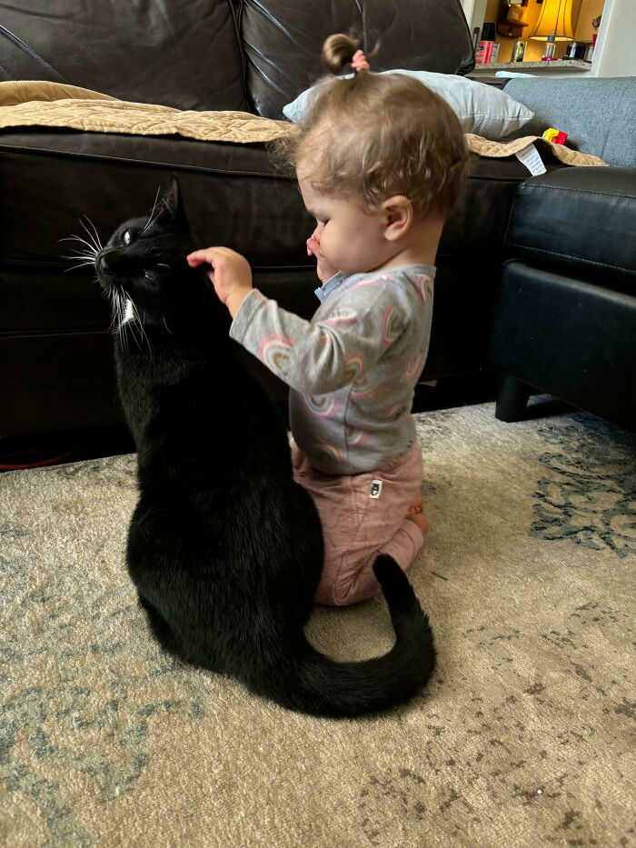Toddler gently petting one of the cutest cats ever, a black cat with white markings, sitting on a beige carpet at home.