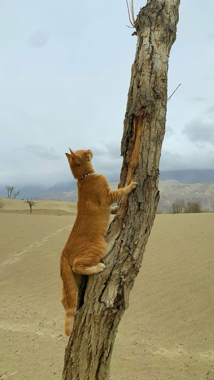 Orange cat climbing a tree in a sandy desert landscape, showcasing one of the cutest cats ever to melt your heart.