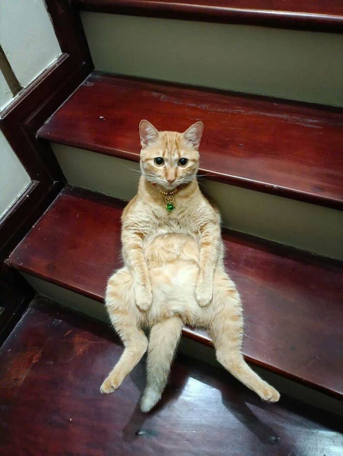 Orange cat sitting humorously on wooden stairs, making owners laugh, captured in funny cat photo shared online.