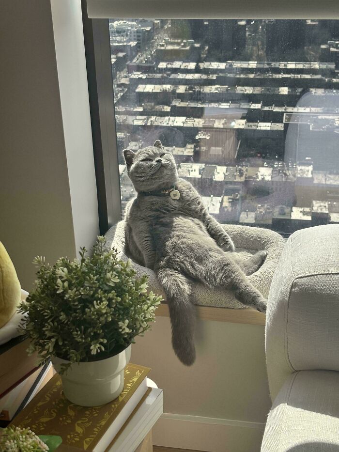 Gray cat lounging in a sunny window seat, looking relaxed and humorous, one of the times cats made their owners laugh online.