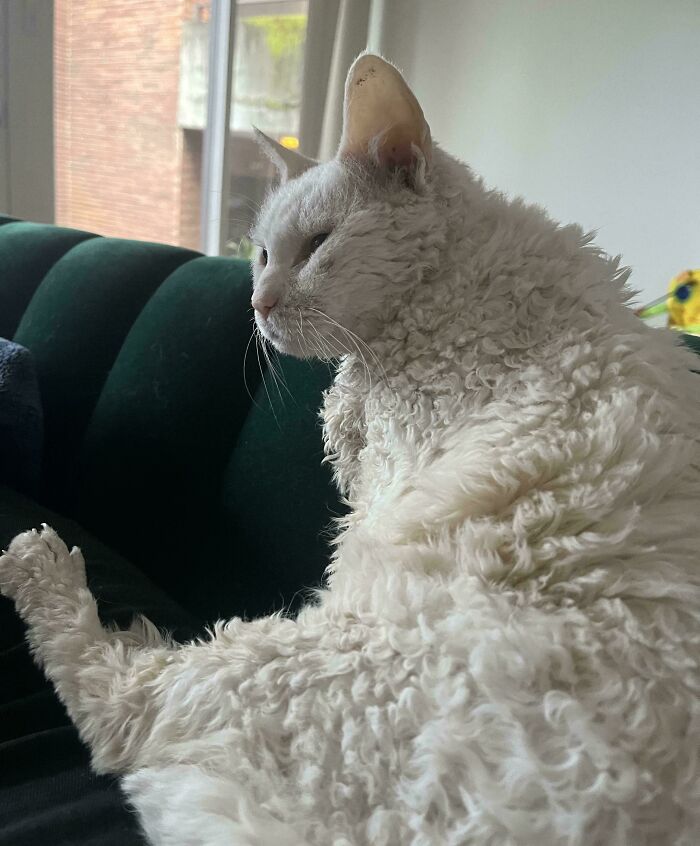 Curly white cat relaxing on a dark green couch by the window, showcasing one of the cutest cats to melt your heart.