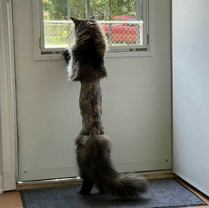 Fluffy cat with a shaved body standing on hind legs looking out a window, a funny moment cats made owners laugh.
