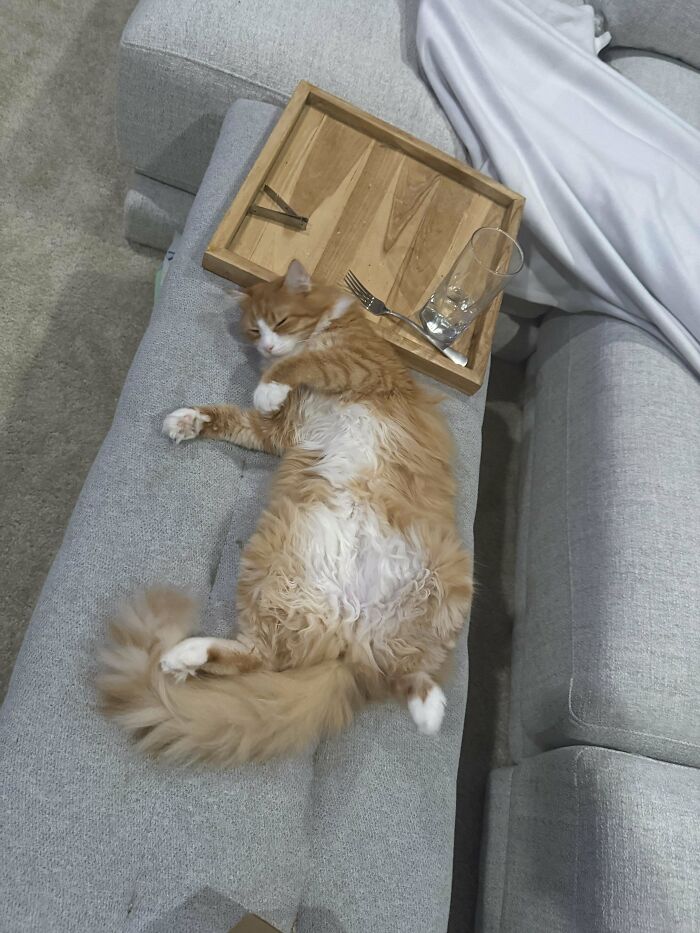 Fluffy orange and white cat lying on gray couch next to a wooden tray with a glass and fork, funny cat moment shared online
