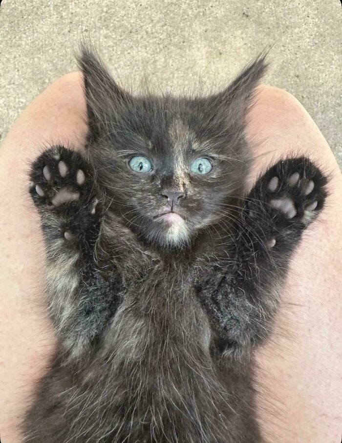 Fluffy black kitten with blue eyes lying on owner’s legs with paws raised, showcasing funny cat moments shared online.