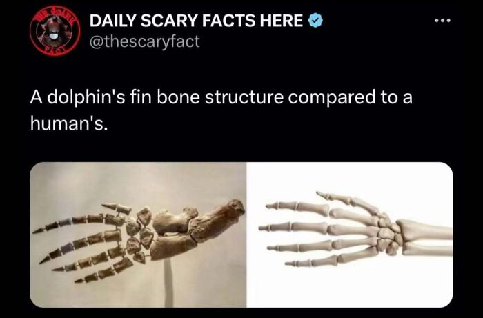 Comparison of a dolphin fin bone structure and a human hand skeleton in a scary facts post for dark scrolling.
