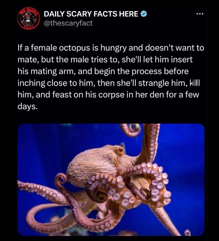 Tweet explaining a scary fact about female octopus strangling and eating male after mating attempt, with octopus close-up image.