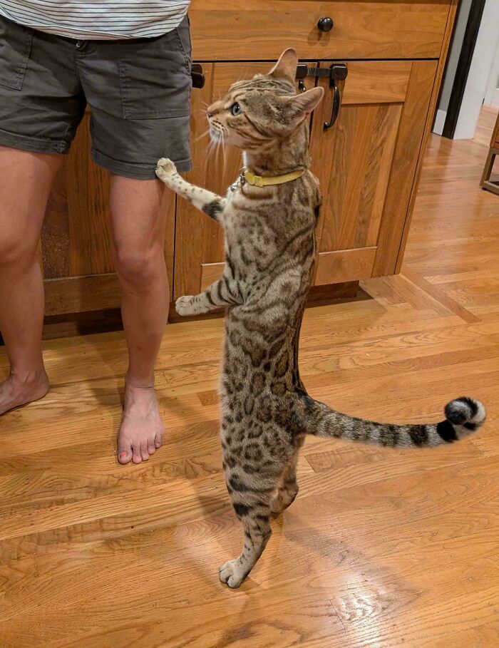 Spotted cat standing on hind legs reaching up to owner in kitchen, showcasing funny cat behavior for online pics.