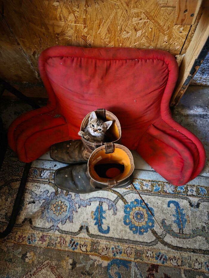 Kitten sitting inside a worn pair of boots on a patterned rug with a red cushion in the background, funny cat moment.
