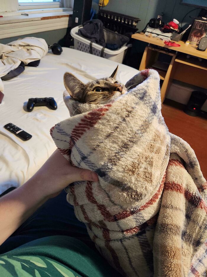 Tabby cat wrapped in a cozy blanket being held by owner, one of the funny cats that made owners laugh and share pics online.